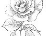 Рисуем веточку розы карандашом