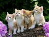 Самые красивые картинки котов, кошек, котят