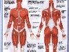 Тело человека №00 - Атлас человеческого тела, страница 4