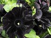 Впервые в мире ученые вывели абсолютно черные цветы. ФОТО - фото 2