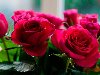 Обои картинки фото розы, букет, цветы на рабочий стол скачать бесплатно