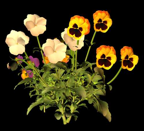 Цветы пнг на прозрачном фоне для фотошопа